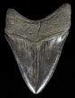 Glossy, Serrated, Fossil Megalodon Tooth #57177-2